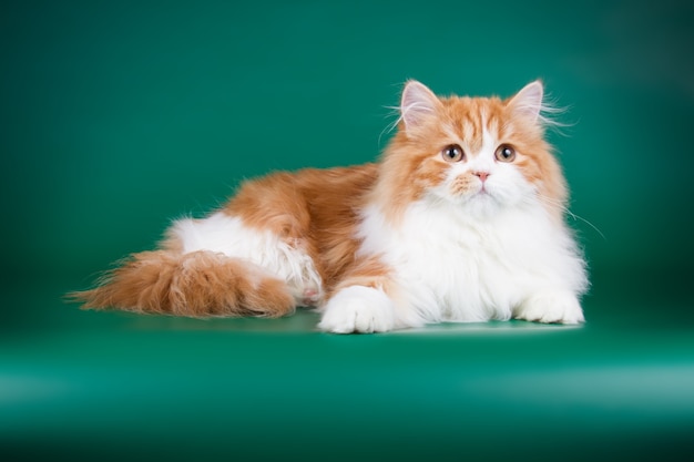 Porträt der geraden Hochlandkatze auf farbiger Wand