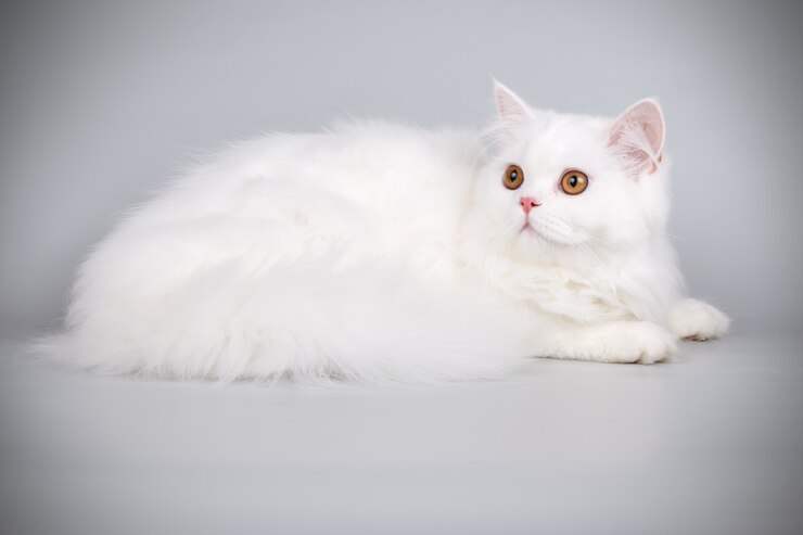 Porträt der geraden Hochlandkatze auf farbiger Wand