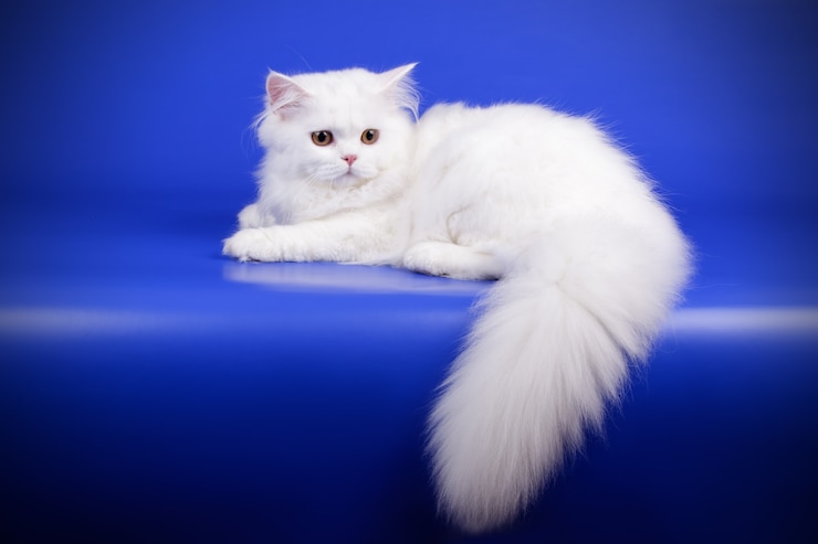 Porträt der geraden Hochlandkatze auf farbiger Wand