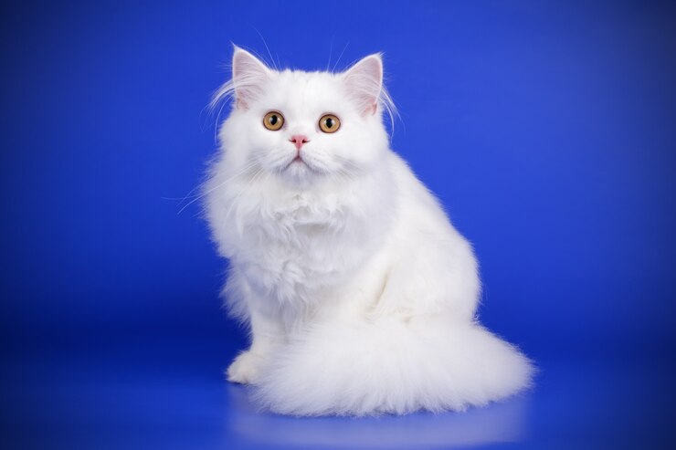 Porträt der geraden Hochlandkatze auf farbiger Wand