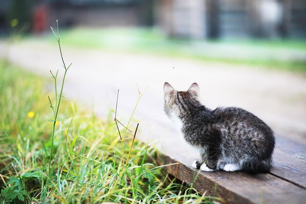 Porträt der gestreiften Katze Nahaufnahme süße kleine graue Katze Porträt der ruhenden Katze