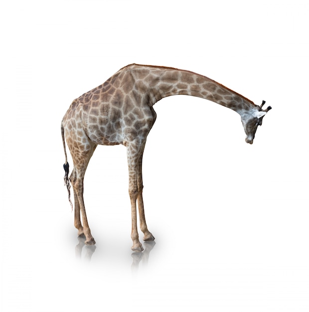Porträt der Giraffe, isoliert auf weiss (Beschneidungspfad)