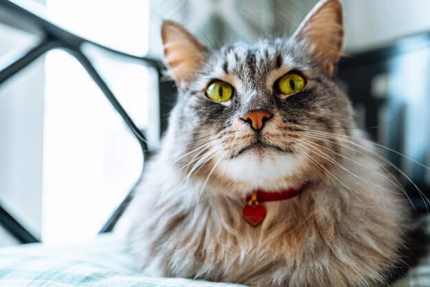 Porträt der Hauskatze mit rotem Herzanhänger