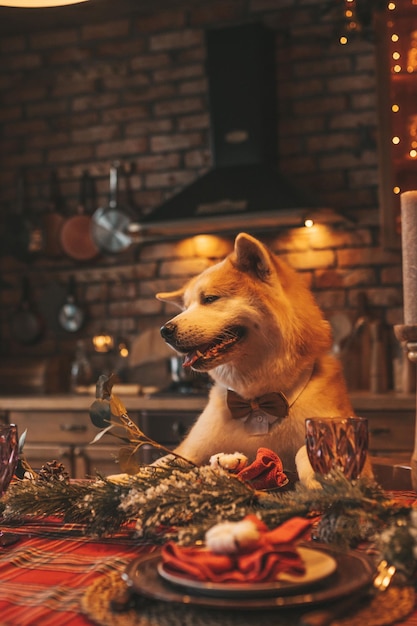 Porträt der japanischen fröhlichen Hunderasse Akita Inu mit Fliege in der weihnachtlich dekorierten Lodge