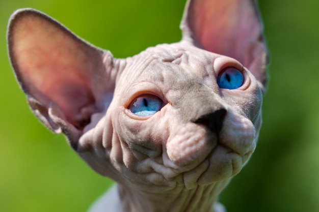 Porträt der jungen kanadischen Sphynx-Katze mit blauen Augen, die auf natürlichen verschwommenen grünen Hintergrund schauen