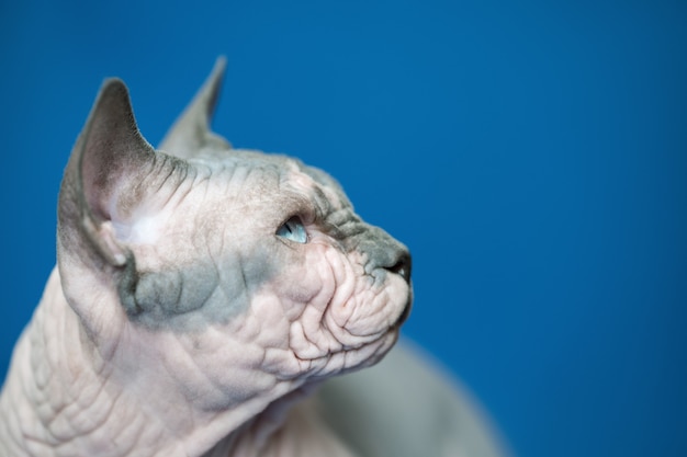 Porträt der kanadischen Sphynx-Katzenrasse, die für ihren Fellmangel bekannt ist