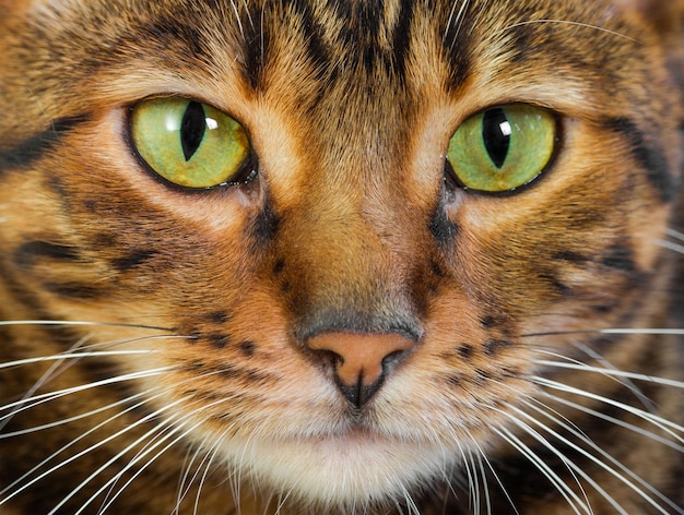 Porträt der Katze seltene Toyger-Rasse Nahaufnahme Spielzeugtiger