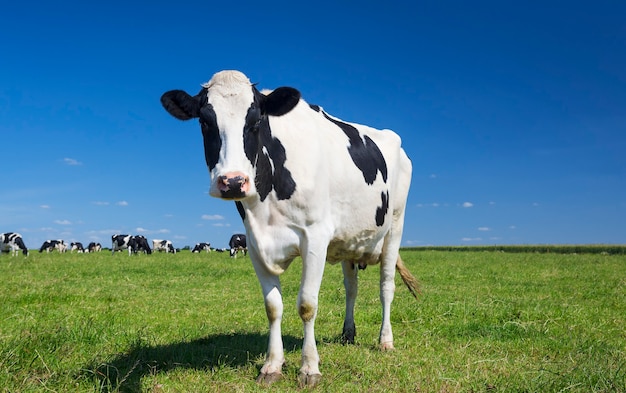 Porträt der Kuh auf grünem Gras mit blauem Himmel