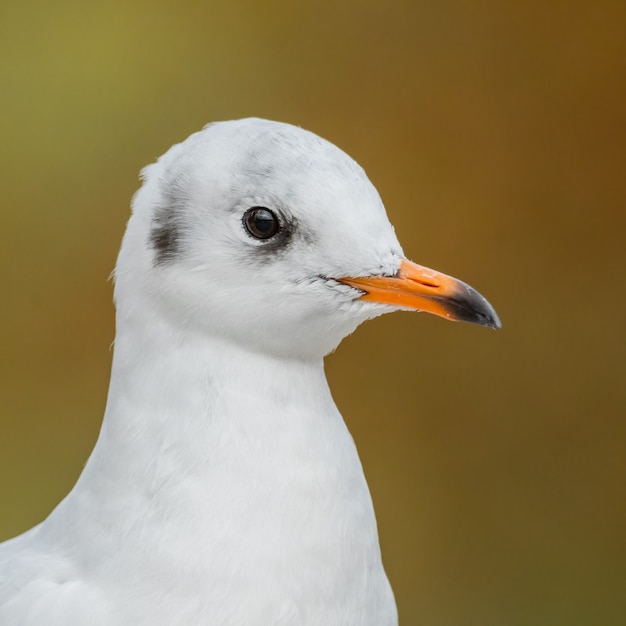 Porträt der Lachmöwe (Chroicocephalus ridibundus).