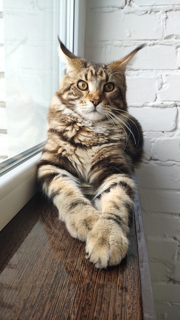 Porträt der Maine-Waschbärkatze auf Fensterbank nahe Fenster