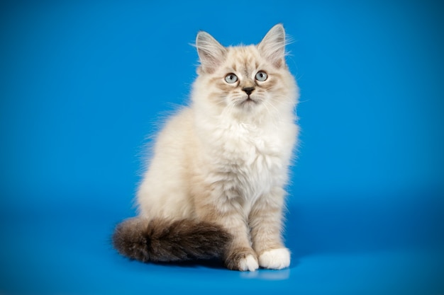 Porträt der Newa-Maskeradenkatze auf einer farbigen Wand