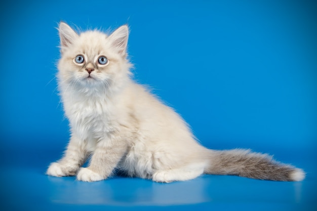 Porträt der newa-maskeradenkatze auf einer farbigen wand