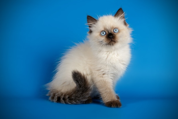 Porträt der Newa-Maskeradenkatze auf einer farbigen Wand