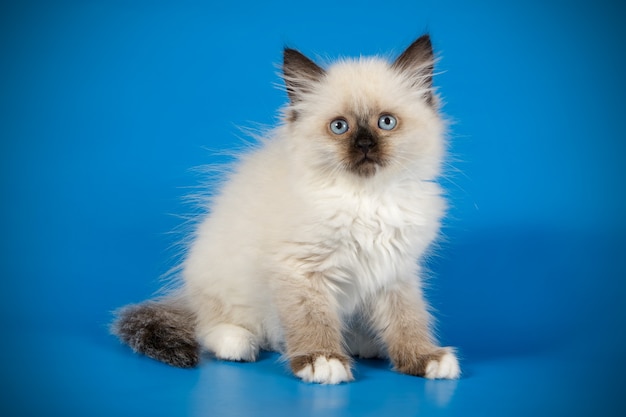 Porträt der Newa-Maskeradenkatze auf einer farbigen Wand