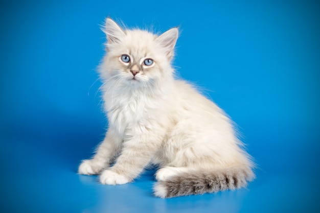 Porträt der Newa-Maskeradenkatze auf einer farbigen Wand