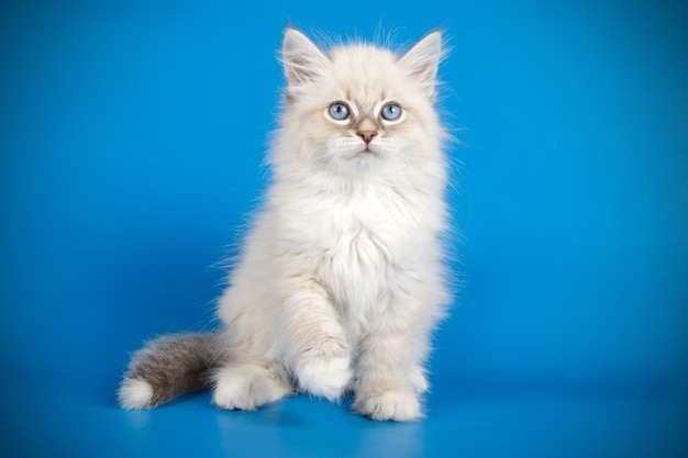 Porträt der Newa-Maskeradenkatze auf einer farbigen Wand