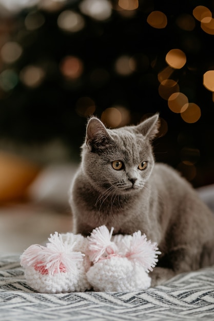 Porträt der niedlichen britischen Katze mit Babysocken im Winter