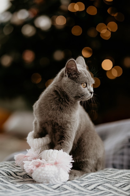 Foto porträt der niedlichen britischen katze mit babysocken im winter