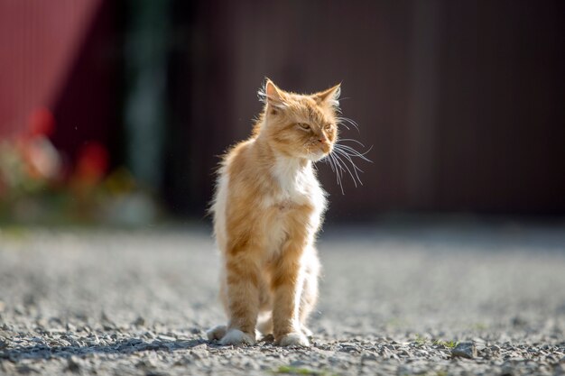 Porträt der niedlichen entzückenden jungen großen Katze der Ingwerorange mit den goldenen gelben Augen, die draußen auf kleinen Kieselsteinen auf verschwommenem hellem buntem sonnigem Kopienraumhintergrund aufwerfen.