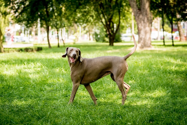 Porträt der niedlichen Weimaraner Hunderasse im Park.