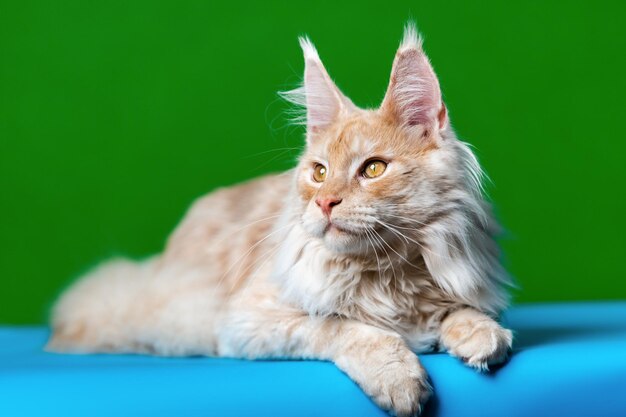 Porträt der rot gestromten Maine Coon Cat, die auf hellblauem und grünem Hintergrund liegt und wegschaut