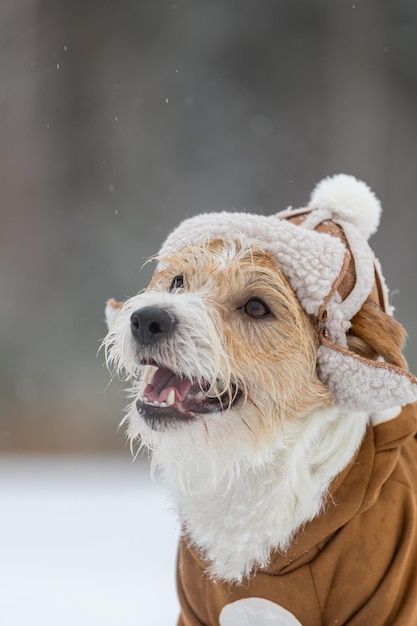 Porträt der Schnauze eines Jack Russell Terrier in einem Hut mit Ohrenklappen und einer braunen Jacke Snowing Blur für Inschrift