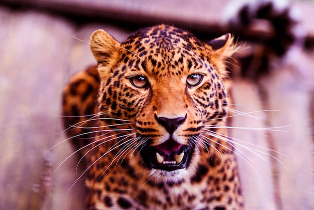 Porträt der schönen Leoparden-Nahaufnahme