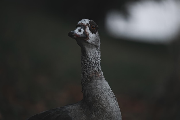 Porträt der schönen lustigen Nilgans