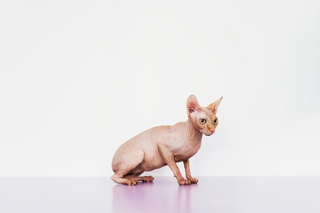 Porträt der schönen Sphynxkatze. Haustier-Konzept.