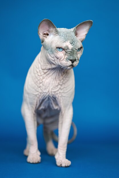 Porträt der süßen kanadischen Sphynx-Katze, die in voller Länge auf blauem Hintergrund steht