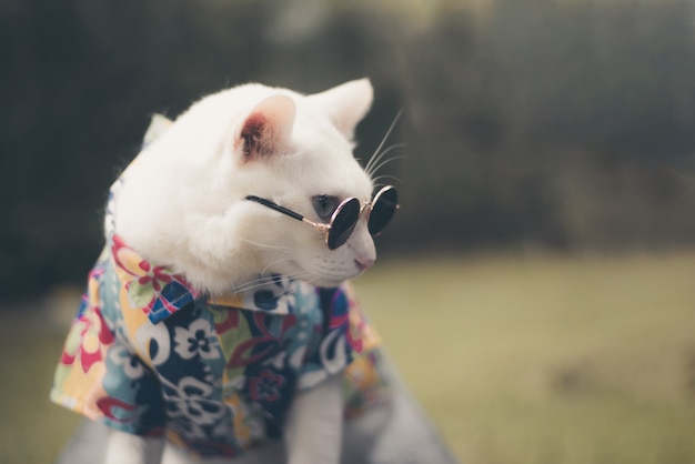 Porträt der tragenden Sonnenbrille und des Hemdes der Hippie-weißen Katze, Tiermodekonzept.