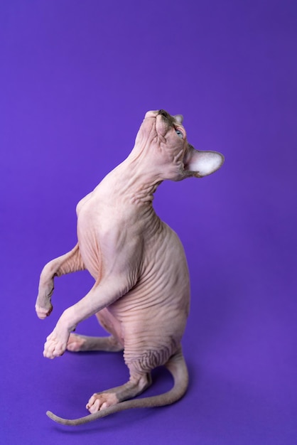 Porträt der verspielten kanadischen Sphynx-Katze in der Farbe blauer Nerz und Weiß, die auf den Hinterpfoten steht und auf violettem Hintergrund nach oben blickt. Weibliches Kätzchen ist 5 Monate alt. Seitenansicht. In voller Länge. Studioaufnahme.