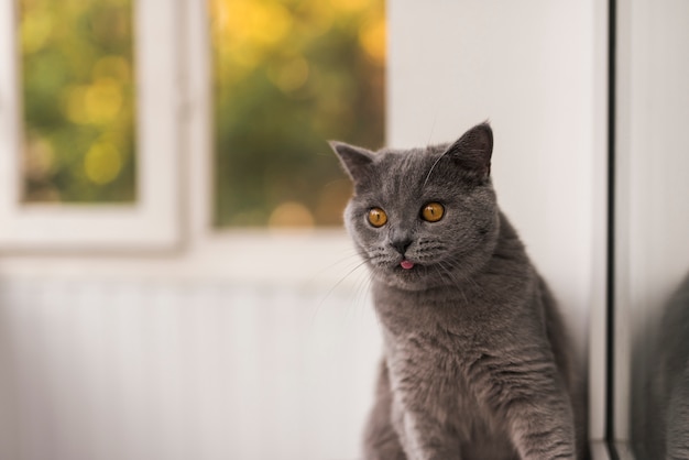 Foto porträt der wachsamen grauen britisch kurzhaar-katze