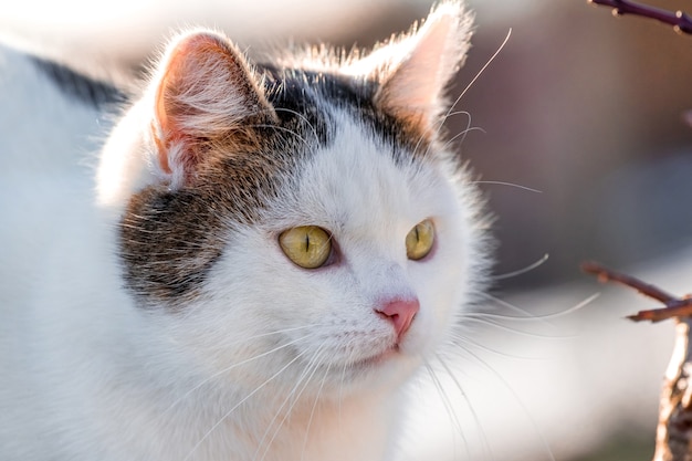 Porträt der weißen gefleckten Katze nahe bei sonnigem Wetter