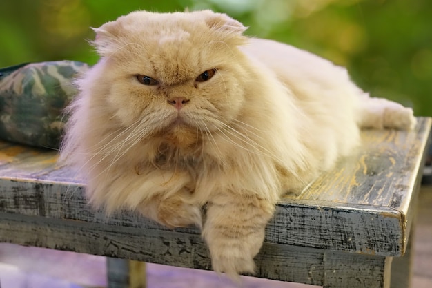 Porträt der weißen Katze, Augen starrten geradeaus und sitzen auf Sitz.