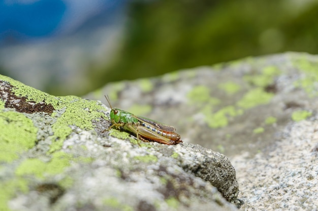 Porträt der Wiesenheuschrecke