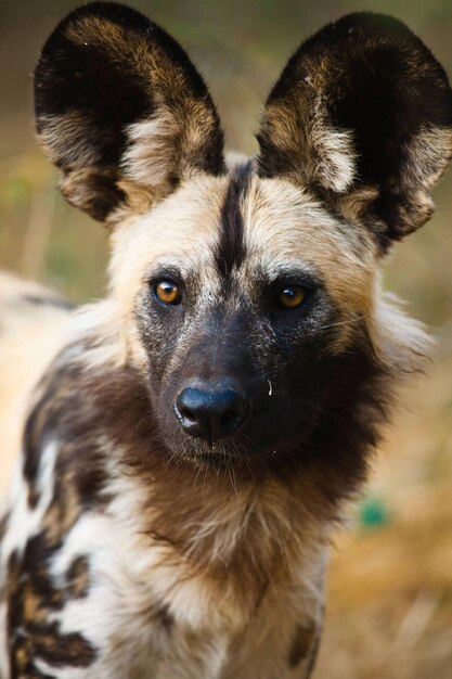 Foto porträt des afrikanischen wildhundes lycaon pictus stock photo