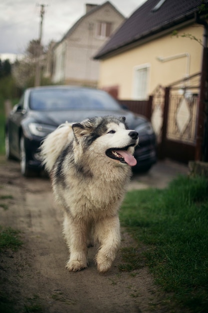 Porträt des Alaskan Malamute