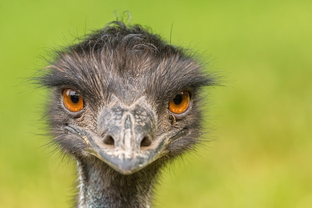 Porträt des australischen Emu