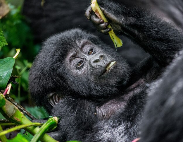 Porträt des Baby-Berggorillas. Uganda. Bwindi Impenetrable Forest National Park.