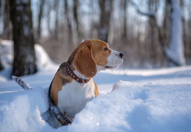 Porträt des Beagle-Hundes im schneebedeckten Winterwald an einem sonnigen Tag