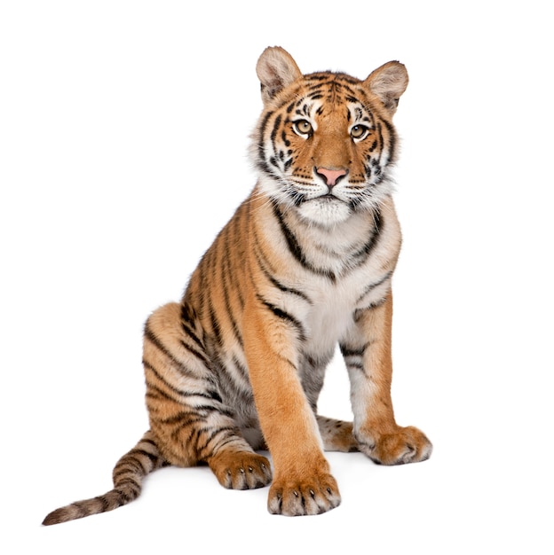 Porträt des bengalischen Tigers, sitzend, Panthera tigris tigris