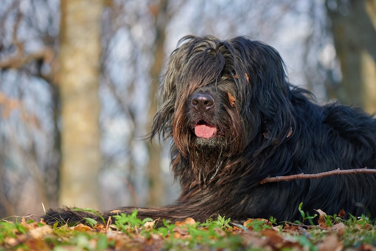 Foto porträt des bergamasco-schäferhundes im wald