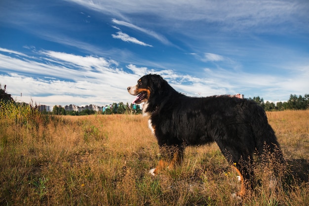 Porträt des Berner Sennenhundes, der im gelben Feld steht und wegschaut