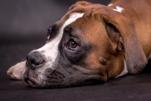 Porträt des Boxerhundes