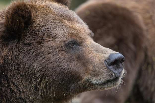 Porträt des Braunbären im Wald aus nächster Nähe