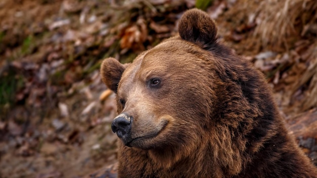 Porträt des Braunbären