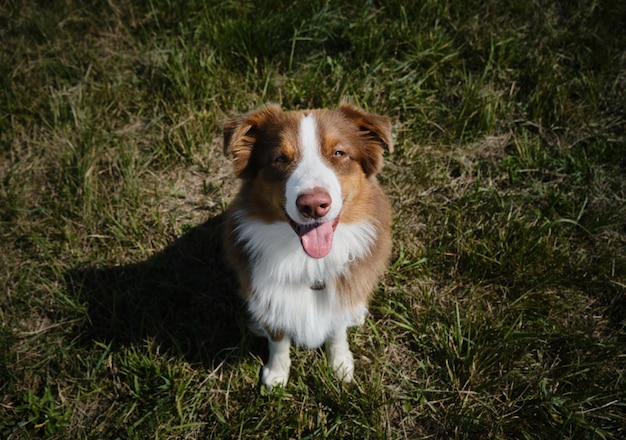 Porträt des braunen, reinrassigen jungen Hundes Australian Shepherd sitzt in der Draufsicht des grünen Grases