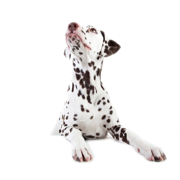 Porträt des dalmatinischen Hundesittens, beiseite schauend, lokalisiert auf Weiß