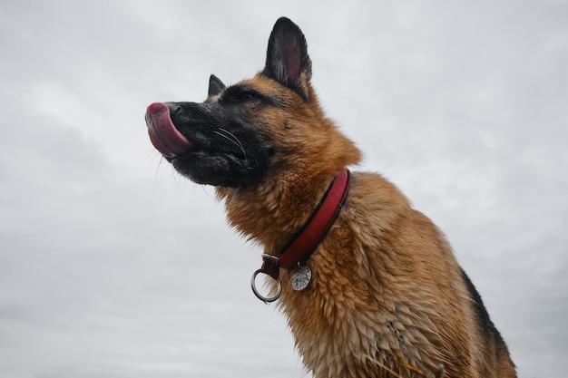 Porträt des Deutschen Schäferhundes auf Weitwinkel-Unteransicht gegen grauen bewölkten Himmel